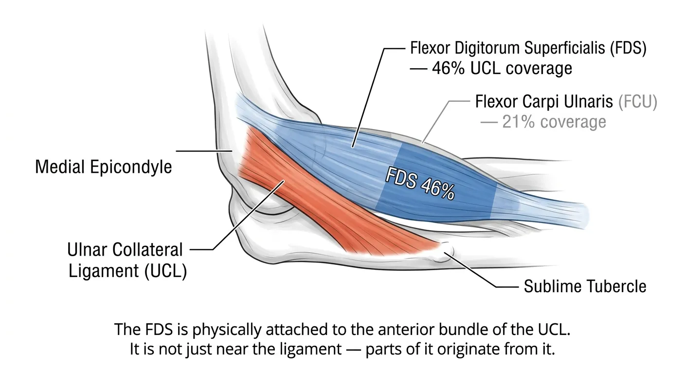 Medial elbow anatomy relevant to a snapping or irritated ulnar nerve