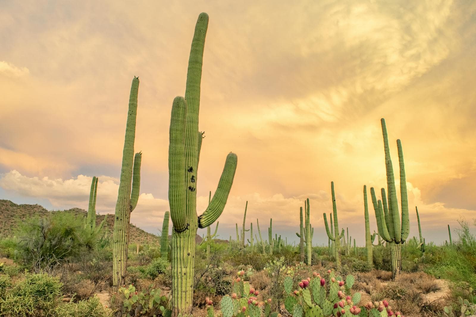 Arizona desert landscape